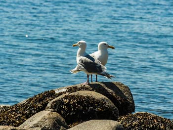 Oceanfront Seagulls