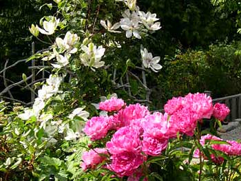 Spectacular Gardens at Absolute Heaven Oceanfront Suites and Spa