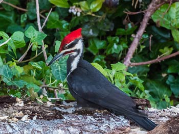 Bird Sightings