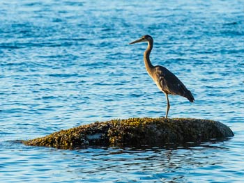 Blue Heron Watching