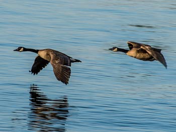 Canada Geese