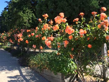 Spectacular Gardens at Absolute Heaven Oceanfront Suites and Spa