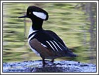 Birding on the BC Coast